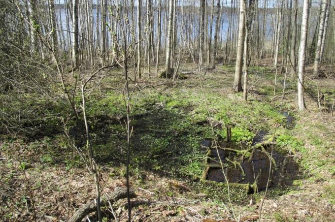 Selvitysalueella järvilinnustolle sopivaa rauhallista vesialuetta ja rakentamattomia rantoja, pikkusaaria ja luotoja etenkin Tuosan itäpuolella Riutan ja Otrasaaren ympäristössä. 5.