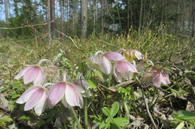 44. Pintilänharju Pinlänharjun alueella on varttuvaa kuivan ja kuivahkon kankaan männikköä ja pohjoisrinteessä rehevämpää sekametsää.