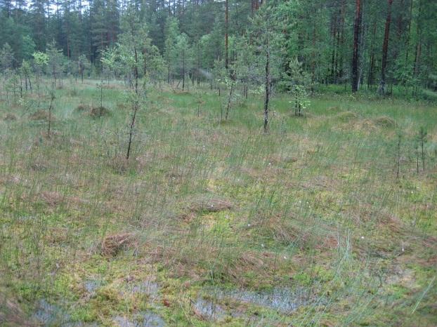 27 päässä selvitysalueen rajasta itään on sääksen pesäpaikka (Sääksirekisteri 2013). Länsiosassa on aiemmin todettu kangaskiuru (Vauhkonen 2008) ja kesällä 2012 havaittiin pyypoikue.