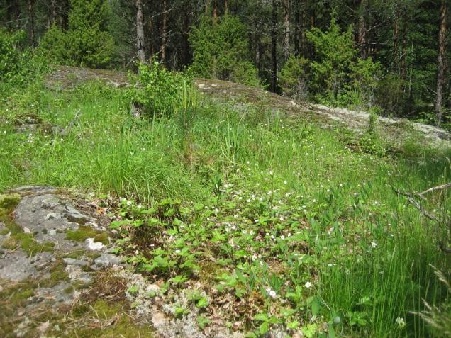 Etenkin korkein kallio eteläreunalla on kallioketokasvillisuutensa perusteella hyvin mahdollinen kalliosinisiiven esiintymisalue.