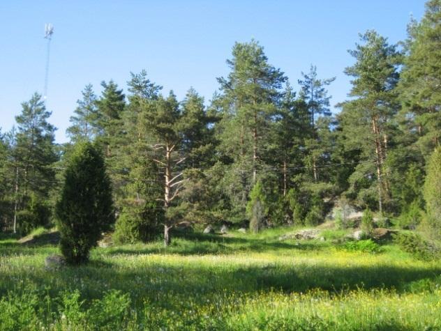 37 imarretta. Alempana on ennen tietä noin puolen hehtaarin laajuinen korpi, jossa ovat valtapuina kookkaat tervalepät.