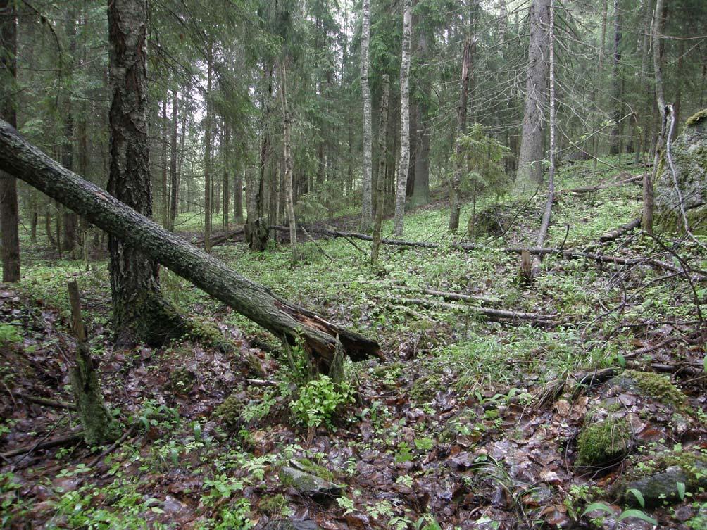 Ympäristönsuunnittelu Oy Pirkanmaa Sysmän Iso-Särkijärven ja
