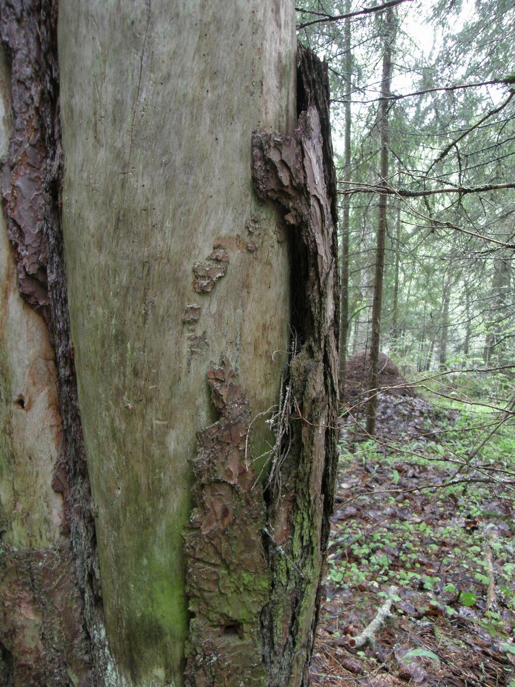 9 nisäkäslajin liito-oravan elinympäristöä (ks. 4.2.