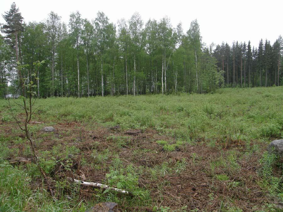 2 Tutkimusalueen koillisosassa kasvaa latvuskerroksessa mäntyjä sekä joitakin haapoja ja koivuja. Suuri osa koillisosan metsästä on nuorta lehtipuuta ja kuusta.