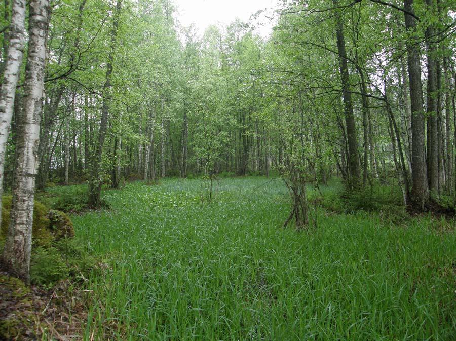 3 kivikkoalvejuurta. Metsäliekosammal kasvaa sammalkerroksessa runsaana. Maannos on enimmäkseen lehtomultaa, ja ainakin suurin osa alueesta on ravinteisuudeltaan lehtoa.