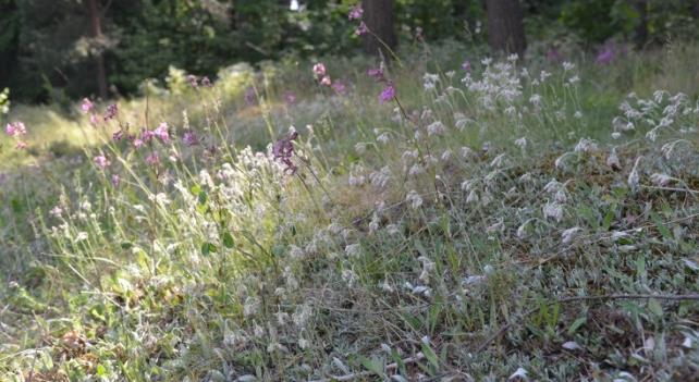 Kallion eteläpuolella on kallioketolajistoa, joka on jäänyt vadelmakasvustojen alle. Tapulitien varressa on rakennuksen kivijalka. Kissankäpäläkasvusto Maskuntien varressa.