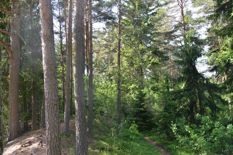 3 (6) Hoidon tavoitteet ja periaatteet Hoidon tavoitteena on säilyttää metsämäkien puuston elinvoimaisuus ja uudistumiskyky.