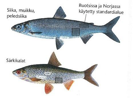 Taulukko 7. Vedenlaadun havaintopaikat koordinaatteineen. Havaintopaikka I-koordinaatti P-koordinaatti Kok.syv.