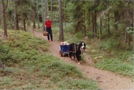HISTORIA Vuonna 1980 Dagfinn Nyborg ideoi kärryn, jota hänen koiransa Gorm voisi vetää. Se alkoi harrastuksena, mutta pikkuhiljaa idea kaupallistui.