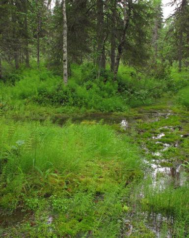 Uudet erityisen tärkeiksi määritellyt elinympäristöt Lähdekorvet Lisätietoa: Mätäs-välipintaisia, pohjavesien vaikutuspiirissä esiintyviä korpityyppejä.