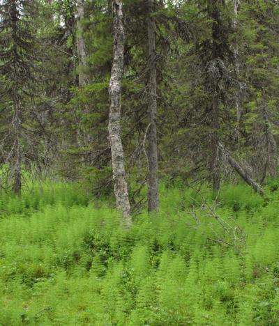 Uudet erityisen tärkeiksi määritellyt elinympäristöt Metsäkortekorvet Metsäkortekorpi, Muonio Kuva: Hannu Nousiainen, Metla 13.11.