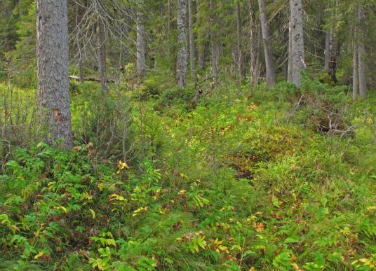 2013 Suomen metsäkeskus 113  Pohjois-Suomessa Lettokorpi, Yli-Tornio Kuva: