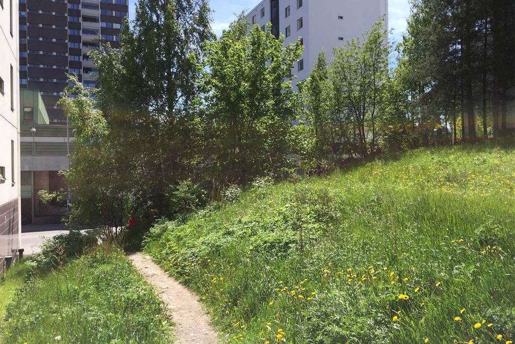 14 (23) Kuva 11. Matinkadun pohjoispuolen niittyaluetta. Suunnitelmassa on ehdotettu uutta puistopolkua Matinkadulta Kalapolulle.