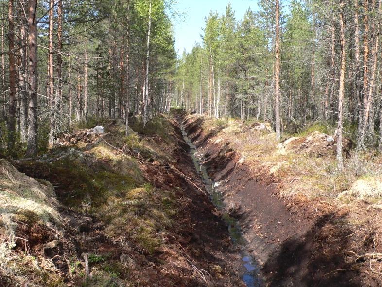 Jouni Bergroth Metsäntutkimuslaitos Antti