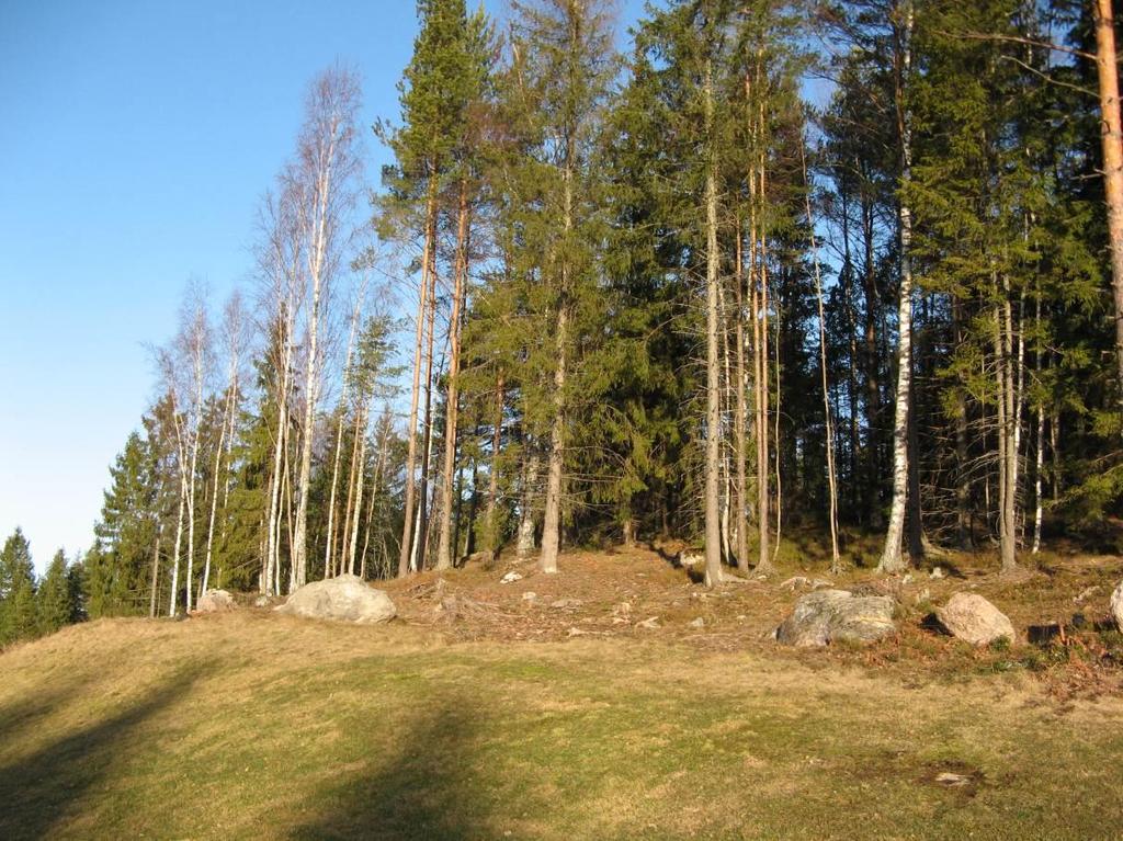 Kuva 5. Harvennettua metsänreunaa Mullkärretin mäen etelärinteessä.