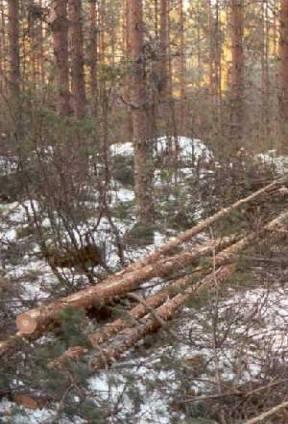 kustannuksille ja työn tuottavuudelle 2. Tukki + pikkutukki + parru + karsittu latva 3 cm:iin saakka = Latva3 karsittua energiapuuta kuitu- ja latvaosasta 3.