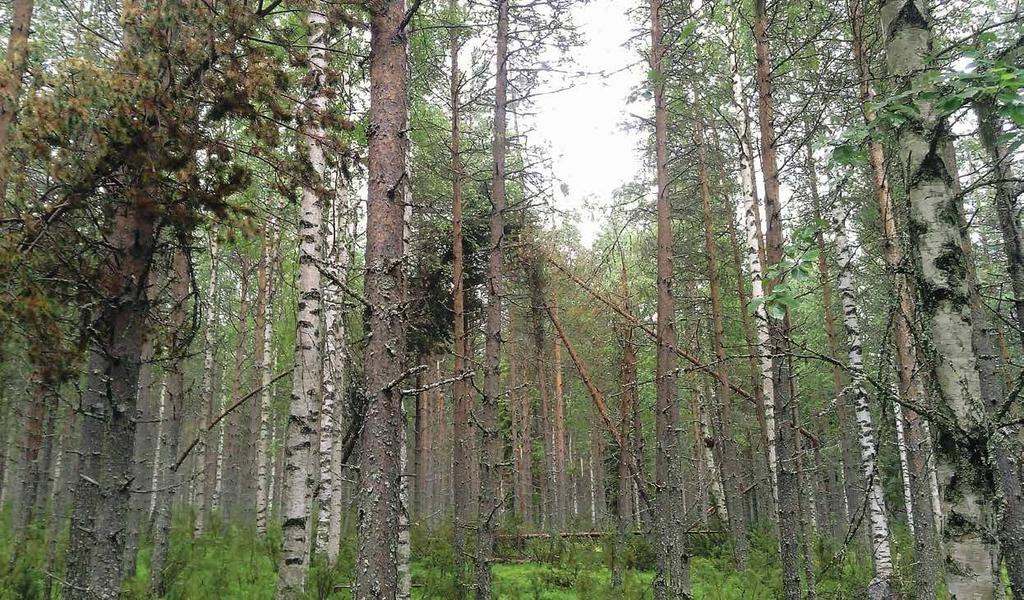 Metsäsuunnitelma on tärkeä osa pitkäjänteistä ja kestävää metsänhoitoa Osaavina metsäalan ammattilaisina ja paikalliset metsät hyvin tuntevina toteutamme nyt myös metsäsuunnitelman laatimisen.