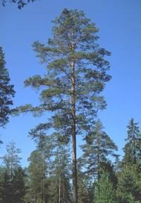 Neulaskatoa arvioitiin viideltä puulta tarkastelemalla kiikarein kunkin puun ylintä 2/3 osaa elävästä latvuksesta puun eri puolilta.