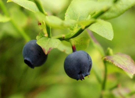 Marjat ja sienet merkittävä biotalouden raakaainepohja Kainuussa Marjat Poimitaan Milj. Kg/v. Arvo milj.