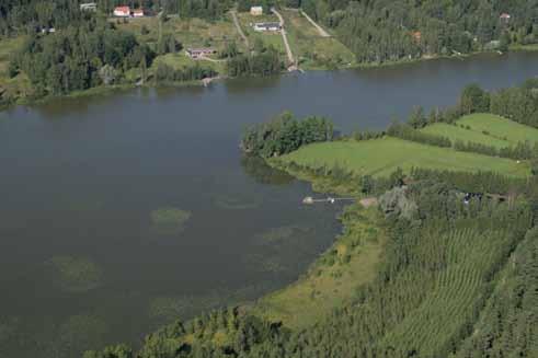 Kuva 11. Kalljärven eteläosan runsasta vesikasvillisuutta kesällä 2007 (Tero Taponen). 3.4 Sedimentti Kalljärven sedimentistä teetettiin tutkimus Jyväskylän yliopistossa kesäkuussa 2007.