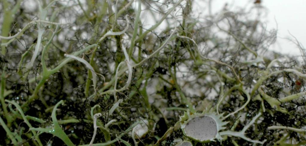 It has been shown that lichen biomass, together with mosses, affects on the water