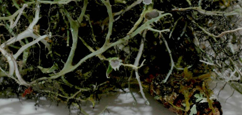 Large biomass of lichens and mosses help to distribute water more constantly.