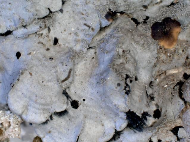 VII. The lichen genus Coccocarpia in Taita Hills, Kenya A B C D E F Fig. 1.
