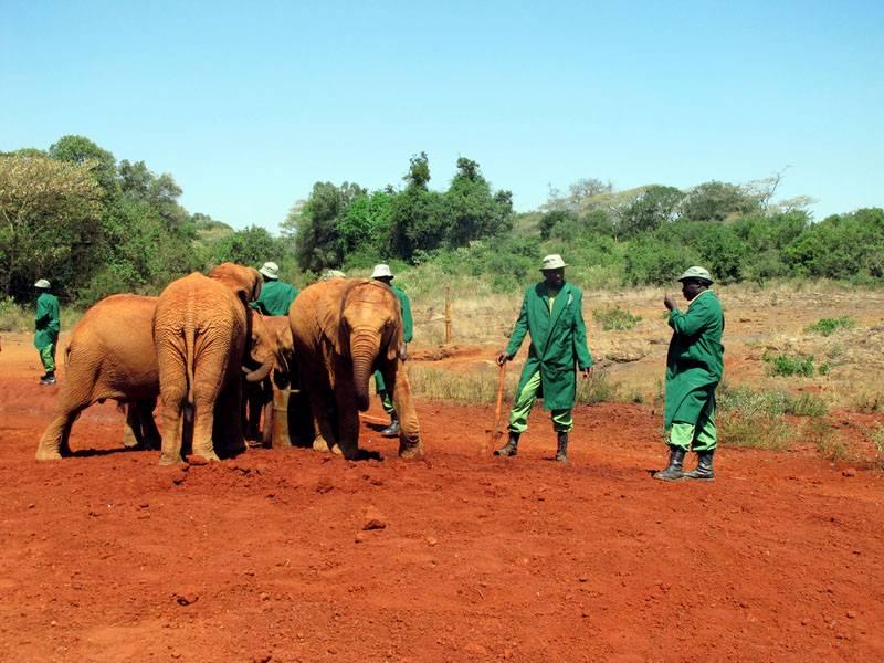 Matkapäiväkirjat travel diaries Kuva 1. The David Sheldrick Wildlife Trustin työntekijät hoitavat orpoja elefantteja.