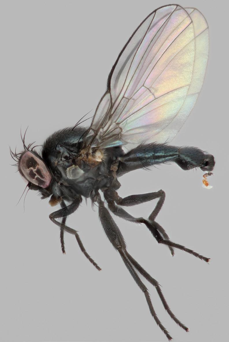 18 Sahlbergia 18.2 (2012), 17-23 Melanagromyza oligophaga Spencer, 1990 (Diptera: Agromyzidae) Tätä maalle uutta miinaajakärpästä syntyi 1 22.1., 1 29.1., ja 1 13.2.2012. Lisäksi helmikuussa pussista löytyi yksi kuollut naaras (se oli jäänyt puristuksiin varsien väliin).