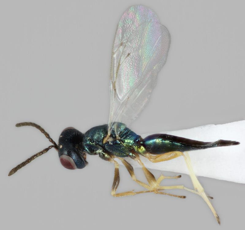 Transactions of the Royal Entomological Society of London 117(9): 263-311. Hansson, C. 1987: New records of Swedish Eulophidae and Pteromalidae (Hymenoptera: Chalcidoidea), with data on host species.