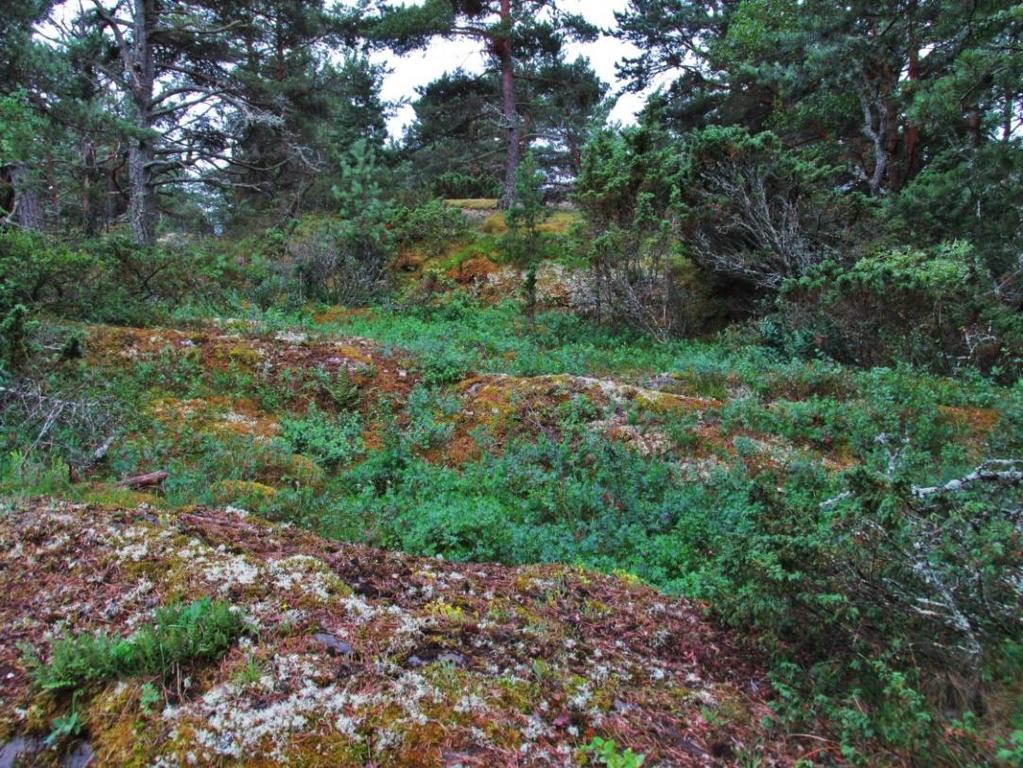 Perinnebiotooppien huomionarvoisista lajeista alueella esiintyy verikurjenpolvi, käärmeenpistoyrtti,