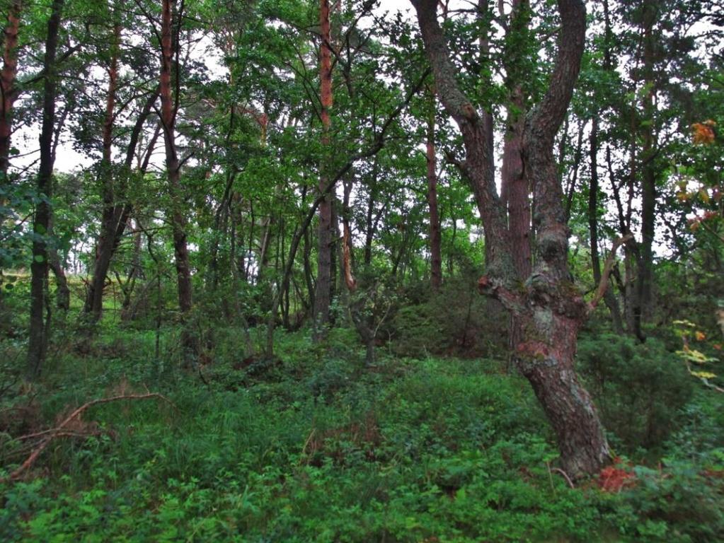 2. Uhanalainen luontotyyppi: sekapuuhaka CR Vanhaa sekapuustoista hakaa, joka on alkanut osin muuttua metsälajistoiseksi. Alueella on myös jokusia vanhoja lehdespuita (tervaleppä).