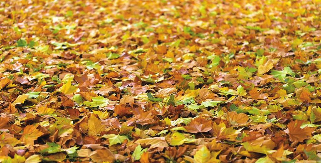 Puheenjohtajan tervehdys Kesän jälkeen Mennyt kesä oli varsin erikoinen säiden suhteen, sillä vaihtelua oli todella paljon ja eipä oikein kunnon kesähelteitä tullutkaan.