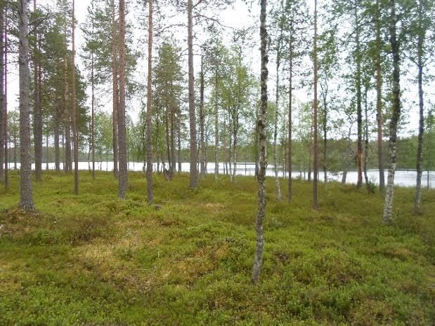 Vasemmalla niemialueen etelärantaa ja oikealla Taivallammen