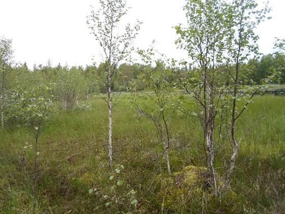 Kuvat 4ab. Taivallammen puoleista länsirantaa reunustaa laaja sara- ja koivuluhta, paikoin myös pajuluhtaa.