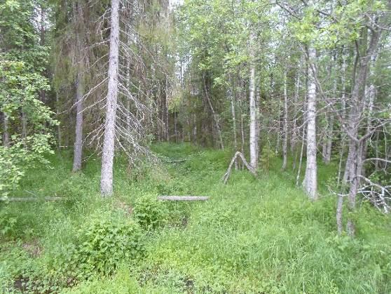 , talvikki Samanlaista kasvillisuutta esiintyy myös rannassa olevan mökin pohjoispuolella olevan ojan ympäristössä (ks. kuvat 6ab alla). Korpimainen juotti jatkuu pohjoiseen aina tonttitielle asti.