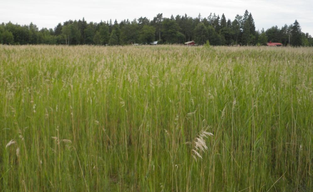 Matalakasvuisilla rantaniityn osilla tavattiin huomionarvoisista kasvilajeista mm. vilukkoa, ahopellavaa, hinaa ja käärmeenkieltä.