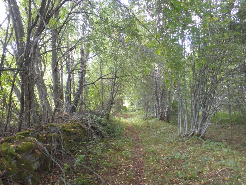 EURAJOKI: Petekari n. 20-30 ha rantaniittyä, hakamaata ja metsälaidunta (liitteen kartat 17. ja 18.