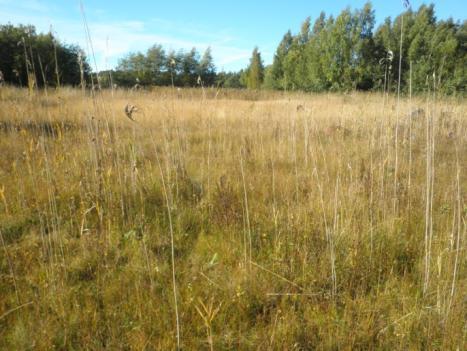 kasvilajeista mm. vilukkoa ja isolaukkua. Etelään päin on avointen osien välissä kivinen saareke tai niemi, jossa kasvaa suuri koivu, leppäryhmiä ja katajaa.