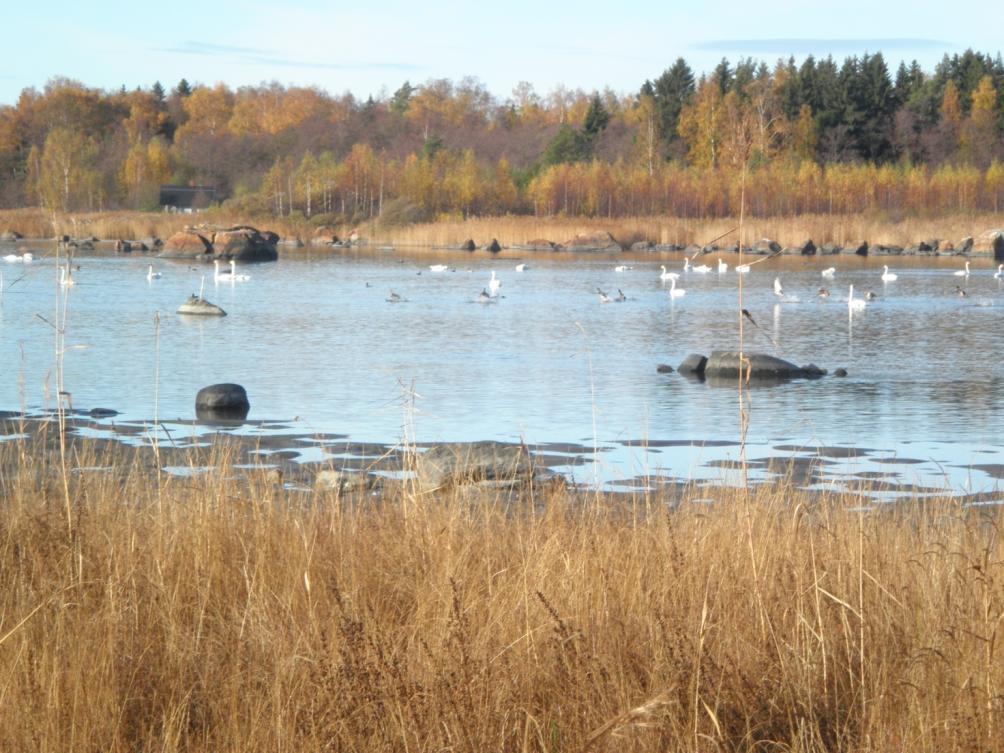 Koiviston luoteispuolisen lahden lieterannoilla ja vesialueella oli runsaasti linnustoa alkusyksystä 2013.