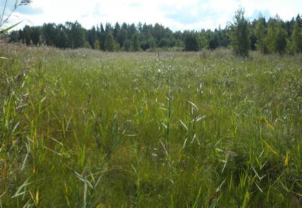 Alueen itäosassa, sekä länsireunassa on kuitenkin vielä jäljellä matalakasvuisia rantaniittyalueita. Niillä esiintyi yhä huomionarvoista lajistoa, kuten.