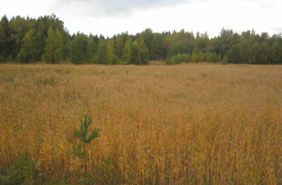 Hepoluodon ja Melaluodon välisiä entisen jokiuoman