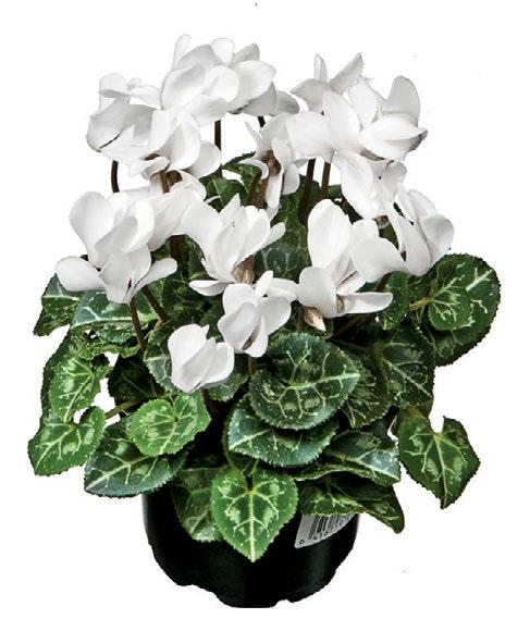 ,8/kerä -2 % Lettupannussa on