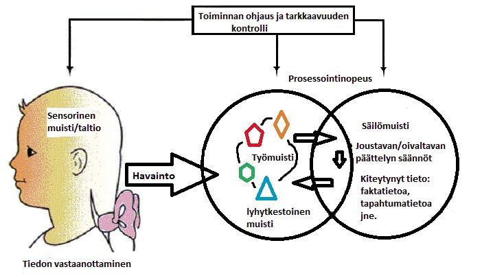 Älykkyys: työmuistin kapasiteetti rajoituksena