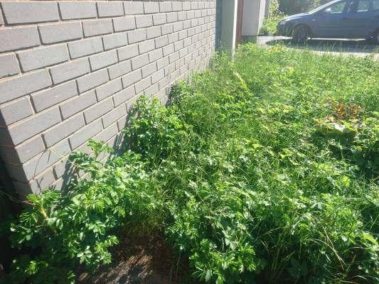 koristekasveja. Muutamissa kohdissa on haitallisia köynnöskasveja ja pensaita rakennusten seinustoilla.