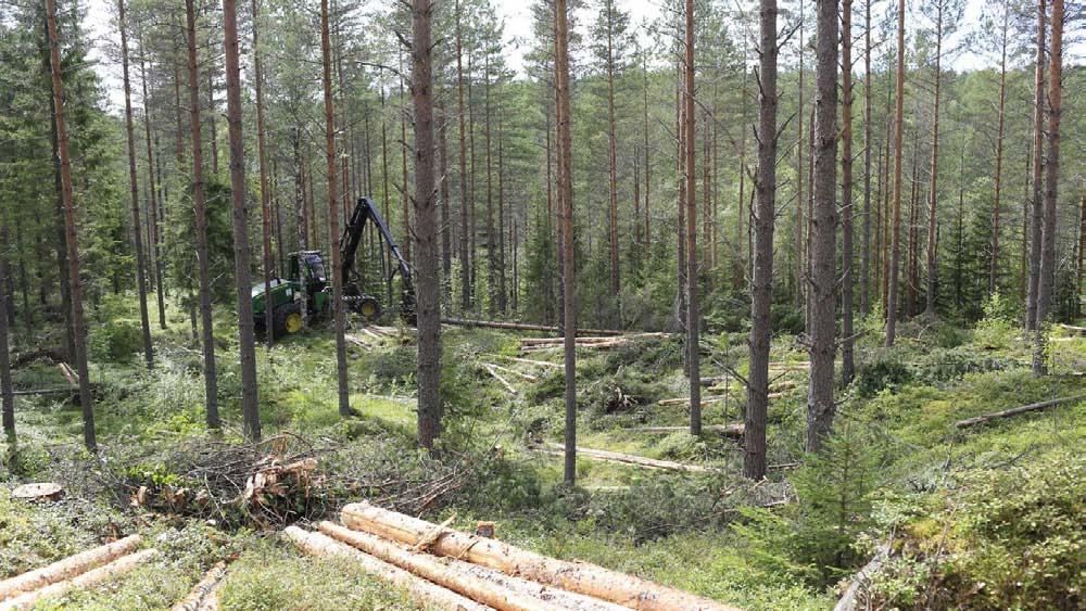 Yhteiset hankkeet puunhankintaa tukemassa