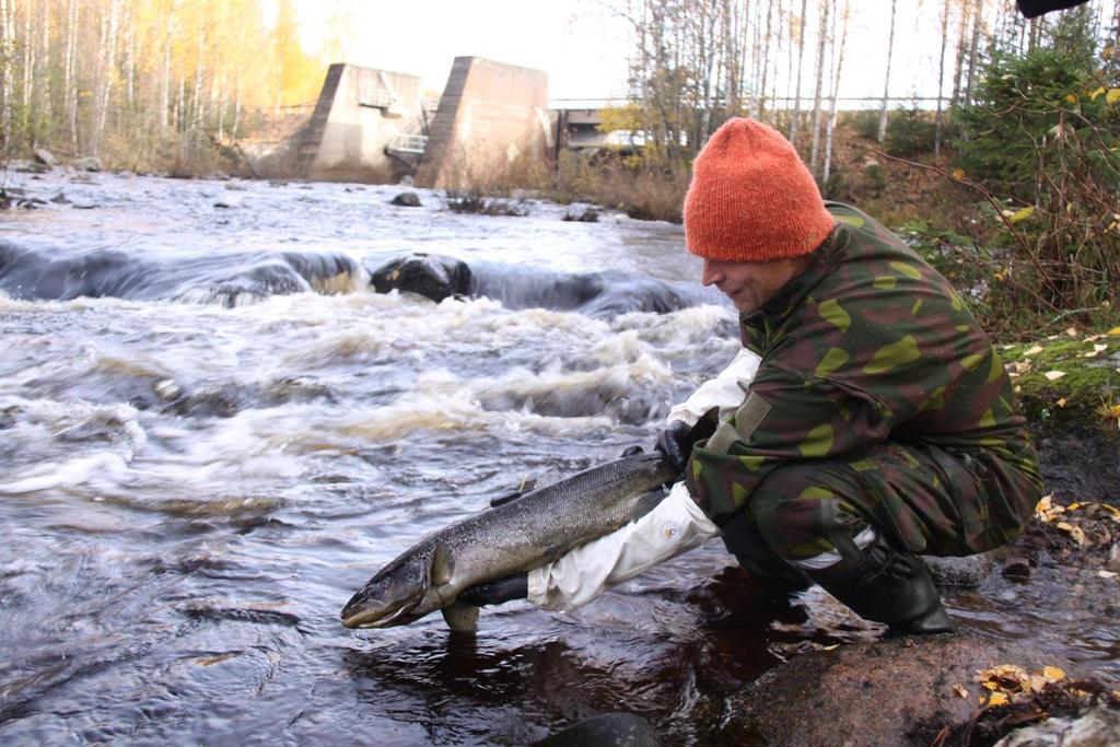 Pelastaako ympäristövirtaama