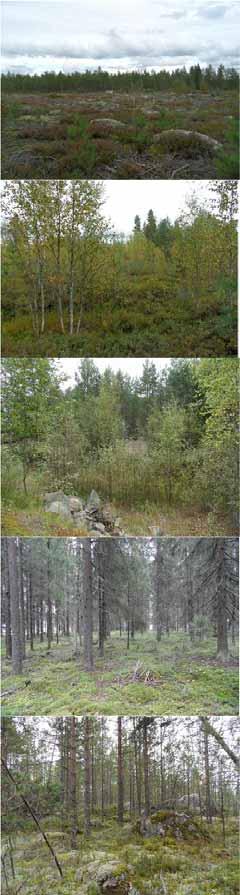 YMPÄRISTÖVAIKUTUSTEN ARVIOINTISELOSTUS 39 Yleiskuvaus Valokuva Kuvio 6. Metsänuudistusalue, jolla kasvaa paikoin pieni kuivan kankaan mäntytaimikko. Kuvio 7. Pienialainen soistunut maaston painanne.