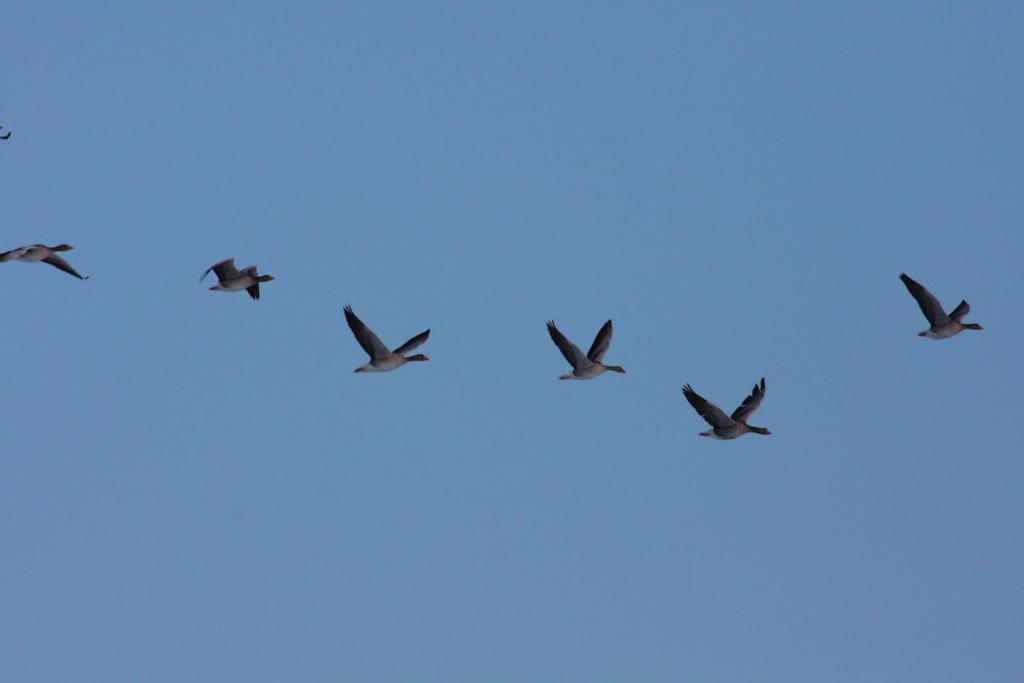 Thelander, C. G. ja L. Rugge, 2000: Bird risk behaviours and fatalities at the Altamont Pass Wind Resource Area.