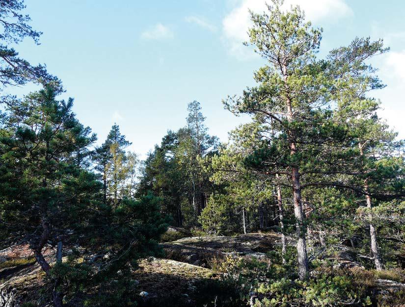 Kuva 8-2. Näkymä Råbergeniltä.